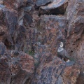 Tetraogallus himalayensis (Tétraogalle de l'Himalaya)