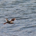 Tringa totanus (Chevalier gambette)