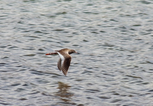 Tringa totanus (Chevalier gambette)