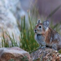 Ochotona macrotis (Pika à grandes oreilles)
