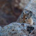 Ochotona macrotis (Pika à grandes oreilles)