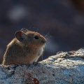 Ochotona macrotis (Pika à grandes oreilles)