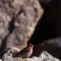 carpodacus-erythrinus-tajikistan-2.jpg