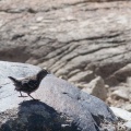 Cinclus pallasii (Cincle de Pallas)
