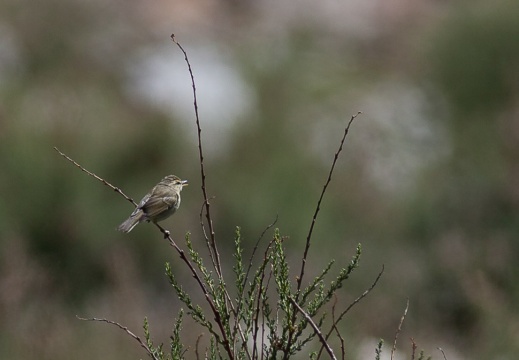 Phylloscopus trochiloides (Pouillot verdâtre)