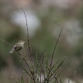 Phylloscopus trochiloides (Pouillot verdâtre)