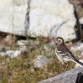Motacilla citreola (Bergeronnette citrine)