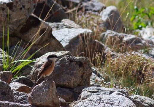 Lanius schach (Pie-grièche schach)