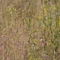 Lanius schach (Pie-grièche schach)