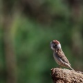 Passer montanus (Moineau friquet)
