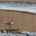 Charadrius mongolus (Pluvier de Mongolie)