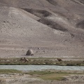 Camelus bactrianus (Chameau de Bactriane)