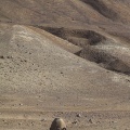 Camelus bactrianus (Chameau de Bactriane)