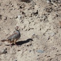 Alectoris chukar