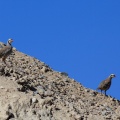 Alectoris chukar