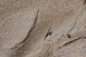 Ptyonoprogne rupestris (Hirondelle de rochers)