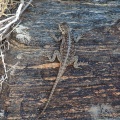 Laudakia himalayana (Agame de l'Himalaya)