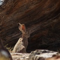 Lepus tolai (Lièvre des steppes)