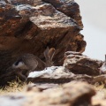 Lepus tolai (Lièvre des steppes)