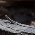Laudakia himalayana (Agame de l'Himalaya)