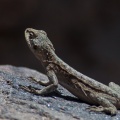 Laudakia himalayana (Agame de l'Himalaya)