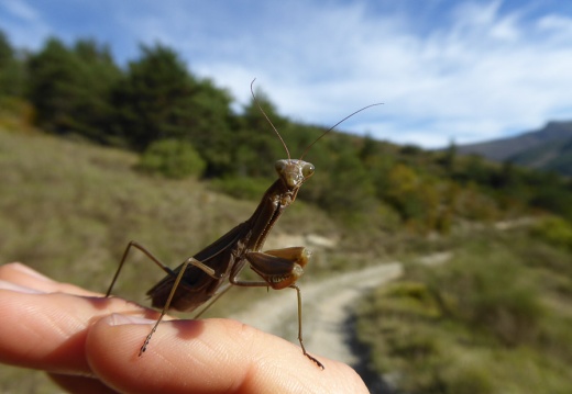 Mantis religiosa (Mante religieuse)