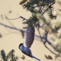 Poecile montanus (Mésange boréale)