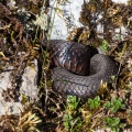 vipera-aspis-switzerland-2.jpg