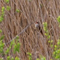 acrocephalus-arundinaceus-switzerland-2.jpg