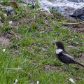 turdus-torquatus-switzerland-2.jpg
