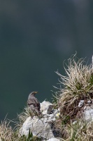 Prunella collaris (Accenteur alpin)