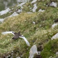 lagopus-muta-switzerland.jpg