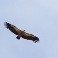 Gyps fulvus (Vautour fauve)