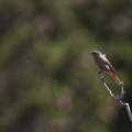 phoenicurus-ochruros-austria.jpg