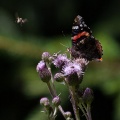 vanessa-atalanta-austria-3.jpg