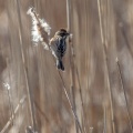 Emberiza schoeniclus (Bruant des roseaux)