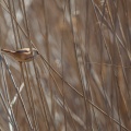 Panurus biarmicus (Panure à moustache)