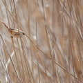Panurus biarmicus (Panure à moustache)