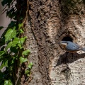 Sitta europaea (Sitelle torchepot)