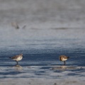 Calidris alpina (Bécasseau variable)