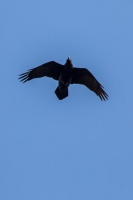 Corvus corax (Grand Corbeau)