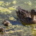 Anas platyrhynchos (Canard colvert)