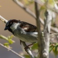 Passer domesticus (Moineau domestique)