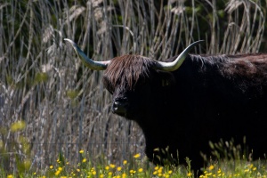 Bos taurus (Highland)