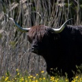 Bos taurus (Highland)