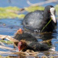 Fulica atra (Foulque macroule)