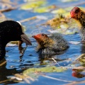 Fulica atra (Foulque macroule)