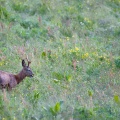 Capreolus capreolus (Chevreuil)