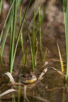 Bombina variegata (Sonneur à ventre jaune)