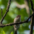 Phylloscopus trochilus (Pouillot fitis)